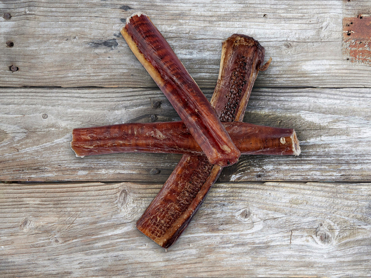Medium Bull Chew