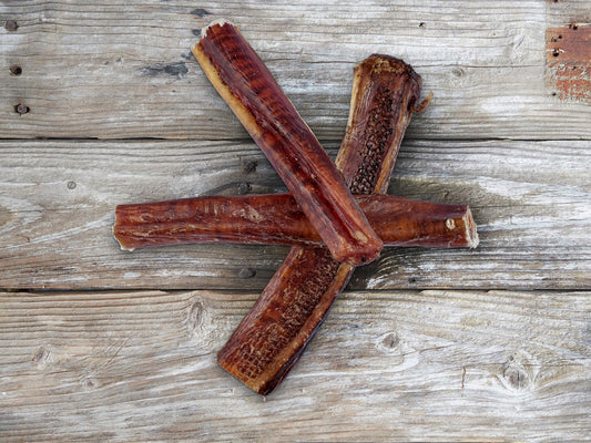 Bull chew Australian long lasting natural dog treat