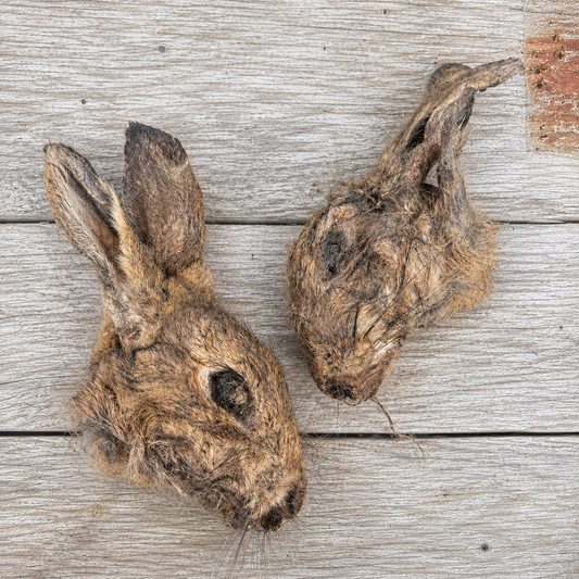 Wild Rabbit Heads 2pk