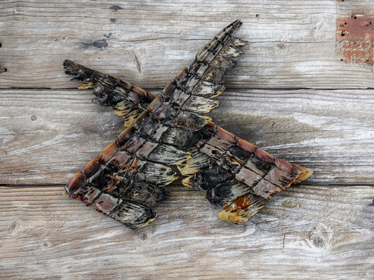 Dried Australian crocodile tail pieces treats for dogs hypoallergenic