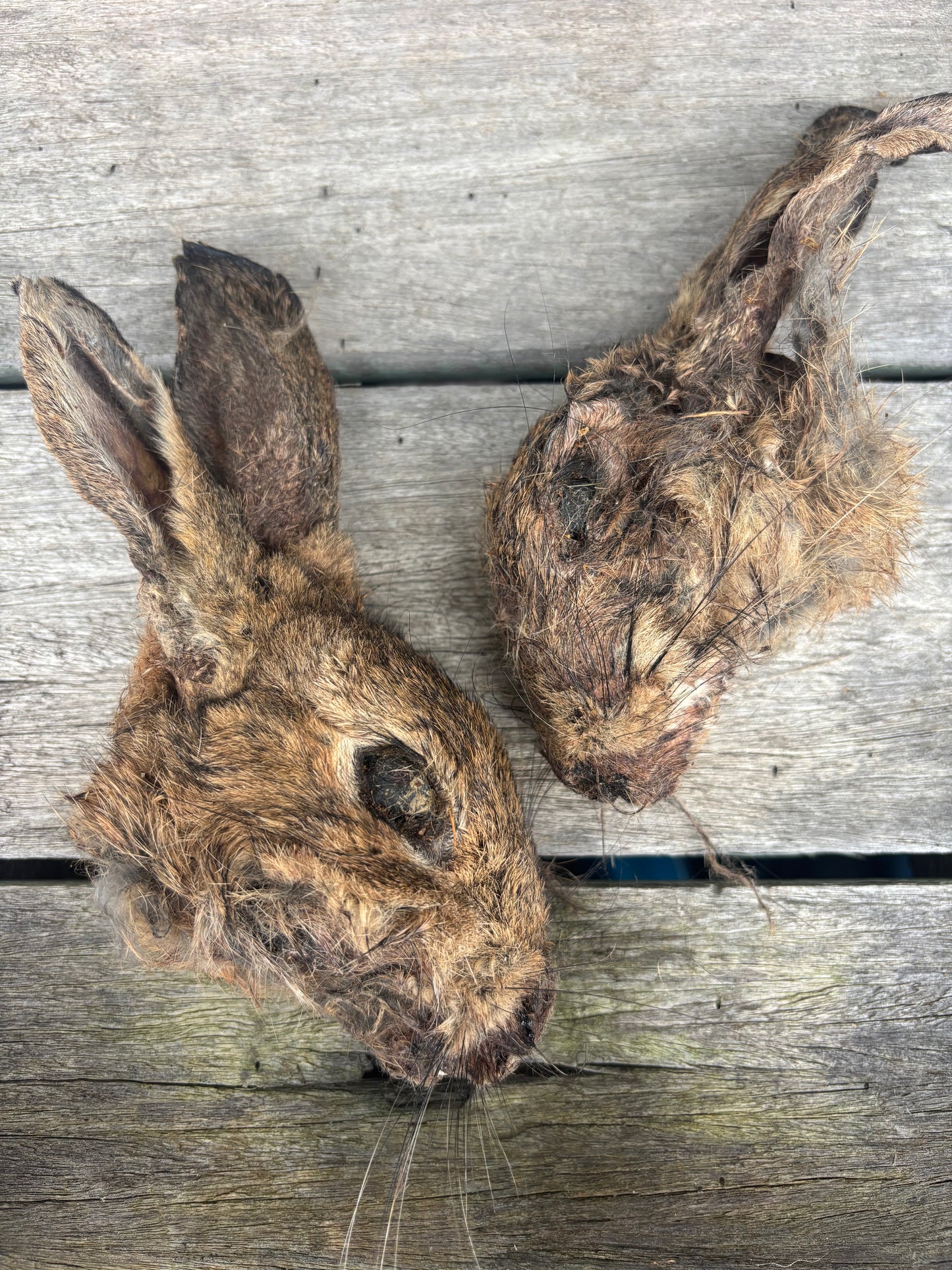 Wild Rabbit Heads 2pk